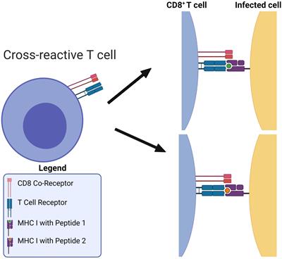 Quantification of heterogeneity in human CD8+ T cell responses to vaccine antigens: an HLA-guided perspective